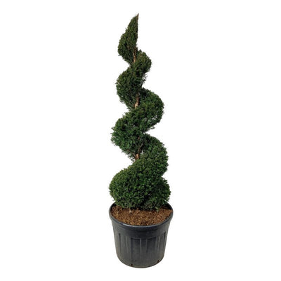 Taxus vormboom spiraalvorm
